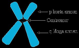Figur 1. I figuren visas uppbyggnaden av en kromosom i metafas, där korta armen p och långa armen q hålls ihop med centromeren. Illustration av Mirjam Alstermark.