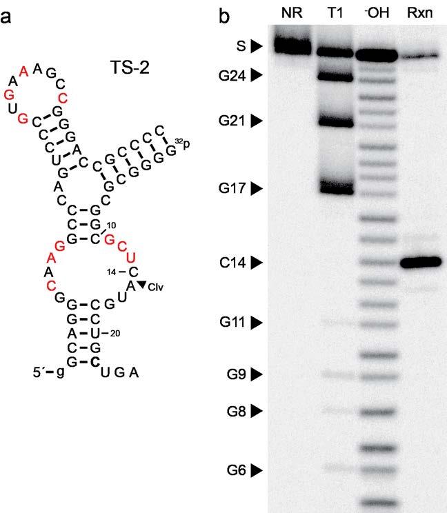 Supplementary Figure 5 Ribozyme activity and cleavage site mapping of a bimolecular construct of TS-2.