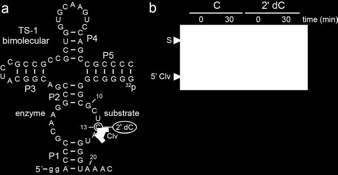 Supplementary Figure 7 Twister sister ribozyme activity is abolished with a deoxyribonucleotide at the site of cleavage.