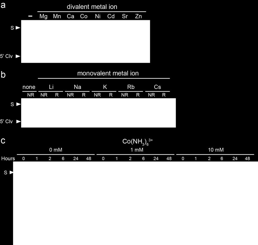 (b) TS-1 bimolecular was incubated in the absence (-) or presence of 1 M of the indicated monovalent metal ion for 60 min under otherwise standard reaction conditions.