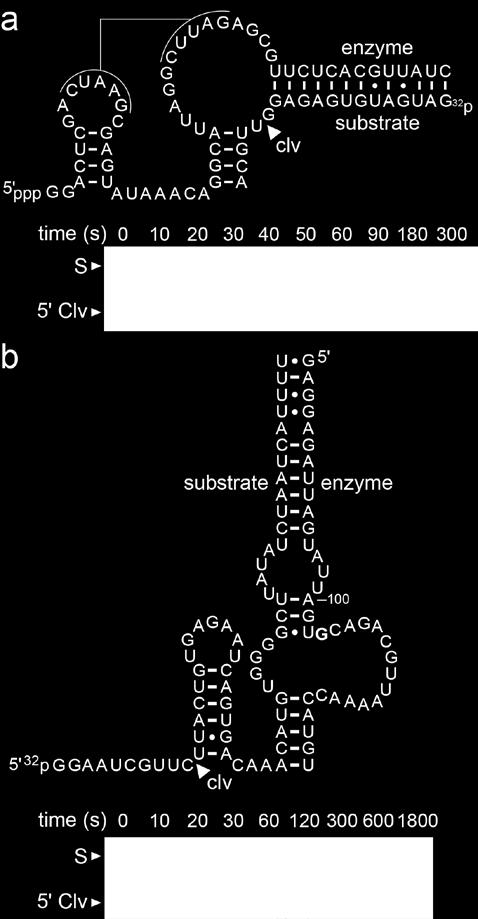 Supplementary Figure 10 Observed rate constants for bimolecular constructs of pistol and hatchet ribozyme representatives.