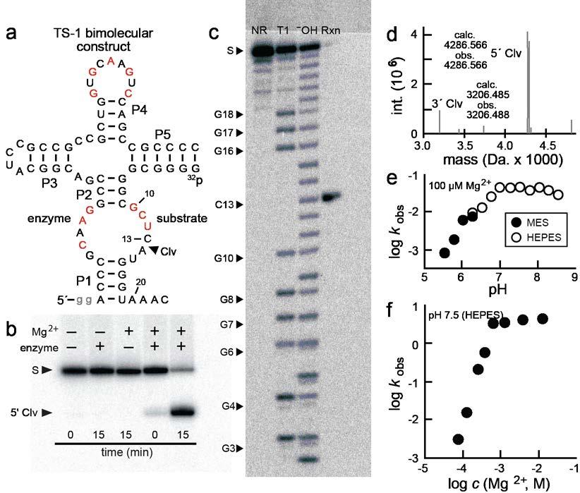 Supplementary Figure 11 Activity of a bimolecular twister