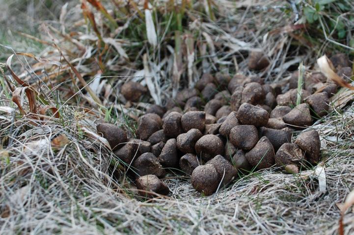 I torra miljöer ligger de kvar längre, i fuktigare kortare. För att identifiera om högarna kommit till under senaste vintern gör vi en bedömning av kulornas färg.