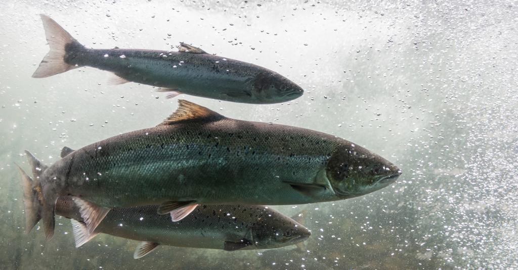 Resultaten kommer att öka förståelsen för hur regleringen av ett vattenkraftverk kan anpassas för att minska påverkan på det lokala djurlivet.