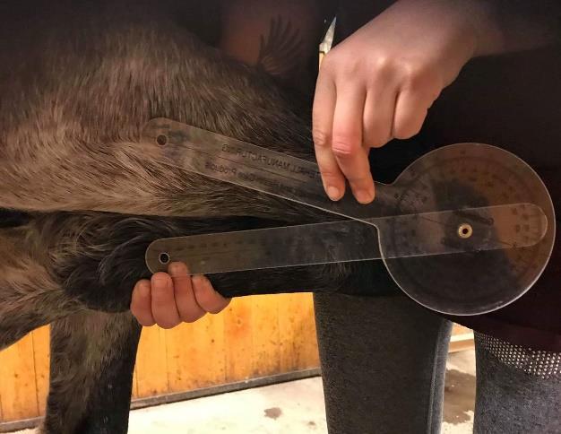 Figur 6: Mätning i karpus med manuell goniometer.