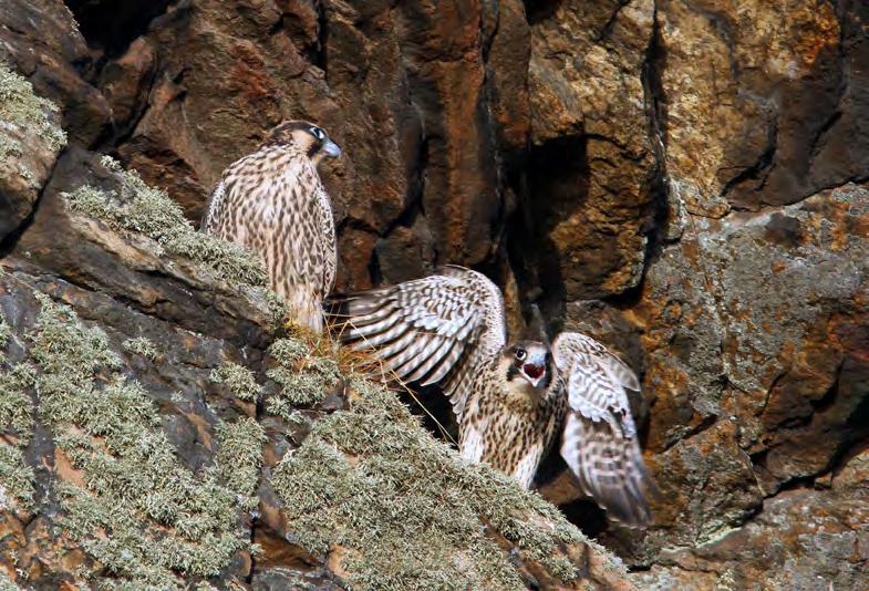 Sparvhök Accipiter nisus (1, 5, 3, 2, 2) Bästa tiden att konstatera häckning av sparvhök är fram i juli när ungarna är så stora att de lämnat boet och kan höras tigga mat.