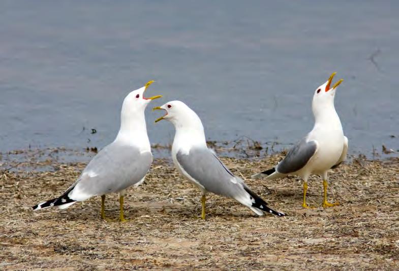 Skrattmås Larus ridibundus (0, 0, 0, 0, 0) Tillfällig observerad i ett par delområden men inget tyder på att arten häckat 2014. Ett par häckade i Björkerödsdammen åtminstone 1990.