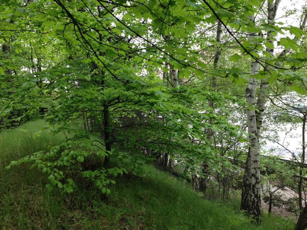 16 (38) Område nr 3 Åsformad höjd/vall med lövträd Naturvärdesklass 4 Visst naturvärde Naturvärden: Lummig kantzon som skyddar bakomliggande bokskog.
