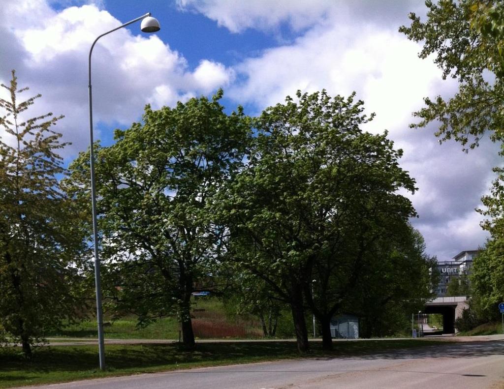 21 (38) Område nr 8 Lönnar vid Frösundavik parkering Naturvärdesklass 4 Visst naturvärde Naturvärden: Grova lönnar Beskrivning: Fem lönnar med en omkrets mellan cirka 125 och