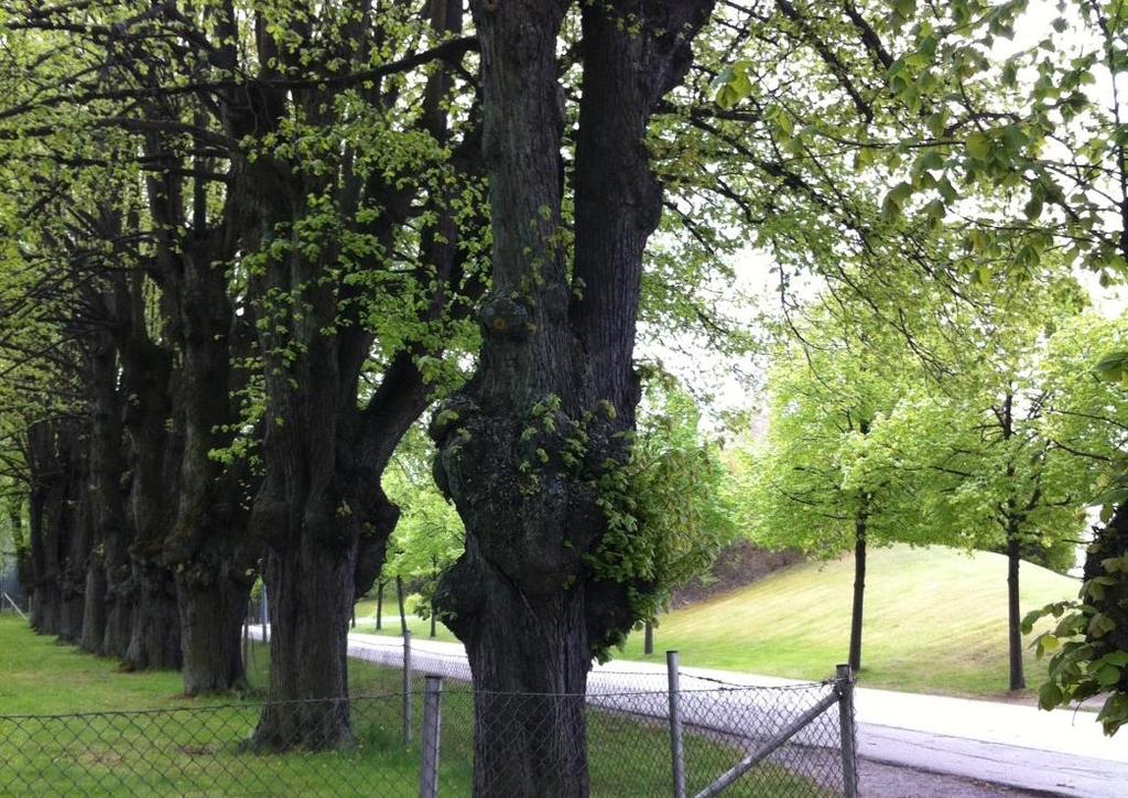 22 (38) Område nr 9 Lindallé Naturvärdesklass Högt naturvärde Naturvärden: Lindallé, generellt biotopskydd Beskrivning: En lindallé längs med Lings väg.