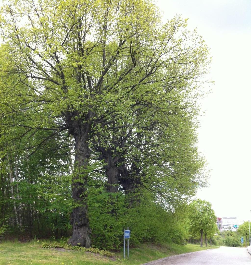 23 (38) Område nr 10 Fyra grova lindar vid Annelund (södra delen) Naturvärdesklass 2 Högt naturvärde Naturvärden: Fyra gamla, grova lindar.