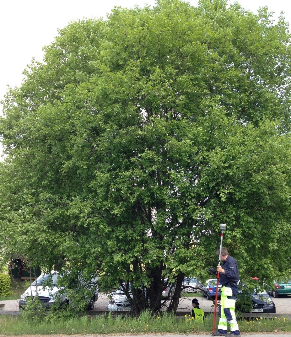 32 (38) Område nr 18 Flerstammig sälg Naturvärdesklass 4 Visst naturvärde Naturvärden: Flerstammig, omfångsrik sälg. Blommar tidigt och därför betydelsefull för pollinerande insekter tidig vår.