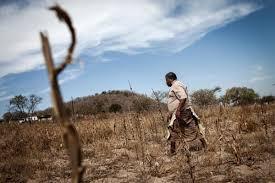 Förstör jordbruksmark * Globalt 5,3 miljoner hektar, varav 5,1 miljoner utgörs av jordbruksmark och skog. * Bland de 25 länder med störst produktion av tobaksblad återfinns sju med livsmedelsbrist.