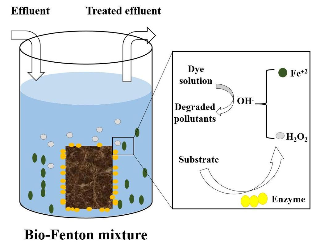 Figure 16 Bio-Fenton mixture II- B- 11- Bio-Electro-Fenton process for treatment of Remazol Blue RR dye solution As shown in (Figure 17), the prototype of the enzymatic BEF reactor used contained the