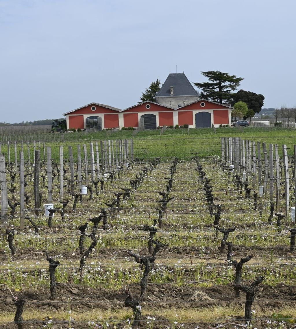 Château L Evangile. DE VITA STORA VINERNA FRÅN BORDEAUX har haft svårt för att få det erkännande de förtjänar men själv håller jag dem som världens ljuvligaste vita viner.