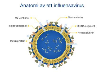 Influensa RNA-virus A,B och C Ytmolekyler hemagglutinin och neuraminidas Det finns