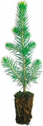 196, 30cm 3, 1322 seedlings / m 2 - Planttyp utvecklad för norra Finlands förhållanden - Effektiv att plantera Tall - 1-årig PL 81, 85