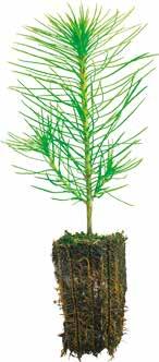 markberedda arealer - 1-årig AB 196, 30cm 3, 1322 seedlings / m 2 - Lämpar sig för nordliga förhållanden - Effektiv att plantera -