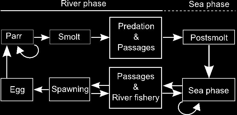 8.2.1 Population dynamic model The population dynamic model is based on Markov chains with a matrix describing the transition probabilities for the individuals throughout their lives (Figure 8.2.1.1).