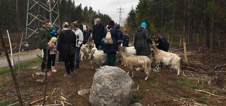 Besök hos busiga getter på Lidingö En kall och blåsig söndag i oktober besökte ett gäng blå stjärnor ett busigt gäng getter på Lidingö. Riktigt hur busiga de var skulle snart visa sig!