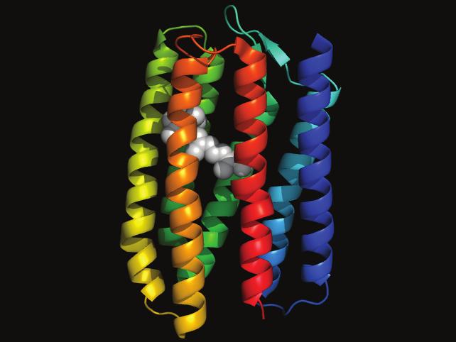 Channelrhodopsin-1 adapted