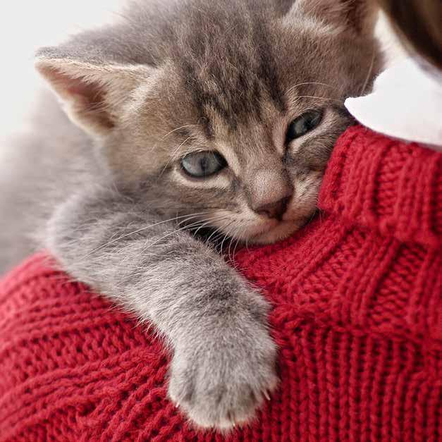 Agria Katt