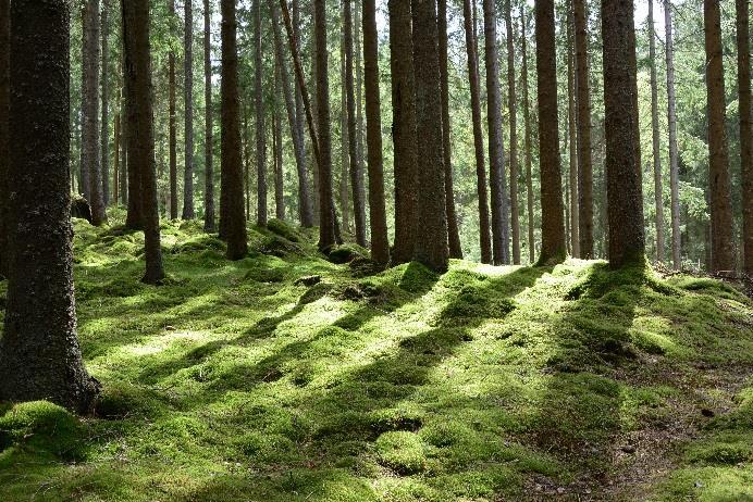 4.6.3 Andelen torrdeposition till provtagningsutrustning för nederbörd undersöks Försöket Rör Under Tak (RUT) med mätningar av torrdepositionen till mätutrustningen på öppet fält fortsätter.