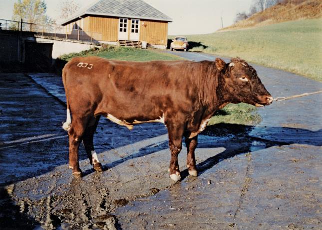 13 Figur 3. NRF-tjuren Elvebakken, fotograferad av Hans A. Hals. Foto: Geno. Alla förutom VR Hobo P (se figur 4 och bilaga 6) och VR Volvo P (se bilaga 8) har Elvebakken i sin stamtavla.