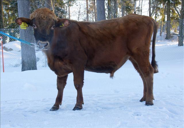 7.5 Finsk boskap (finsk lantras) 19 Finsk lantras är Finlands ursprungliga boskap.