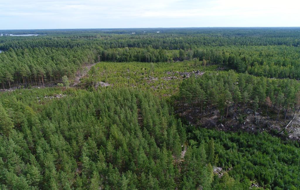 Skiftet uppskattas till att hålla ett virkesförråd 8 917 m3sk varav 3 147 m3sk befinner sig i huggningsklasserna G2, S1 & S2.