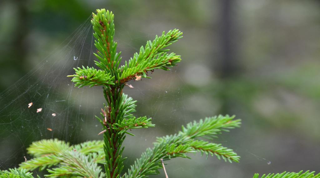 Nybro Bölemåla 1:7 Om Skog & Lantbruk Skog & Lantbruk är ett rådgivningsföretag som arbetar med följande tjänster inom