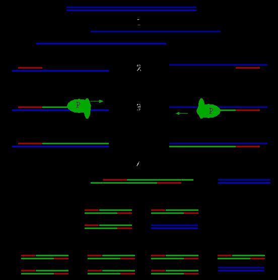 Figur 1. Principen för polymerase chain reaction. 1. Denaturering: Dubbelsträngat DNA blir enkelsträngat DNA. 2. Hybridisering: Primrar binder till DNA-templat. 3.