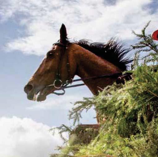 JÄGERSRO GALOPP Tävlingarna arrangeras av Skånska FältrittklubbenSvensk Galopp www.svenskgalopp.se e-post info@svenskgalopp.se Adress Jägersro Galopp, Box 90, 00 9 Malmö Öppettider Mån-fre.00-.