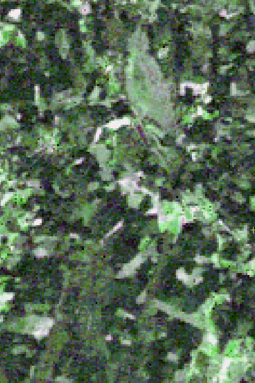 Klassificerad data Figur 5. Del av satellitbild från år 2004. Figur 6. Del av satellitbild från år 2005. Figur 7.