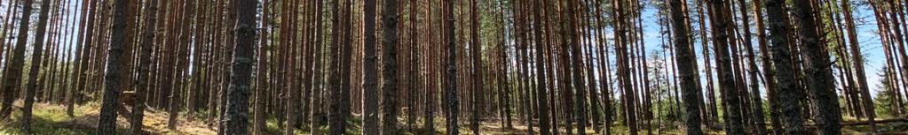 skogsbruksplan under maj 2019 av Jerker Axelsson.