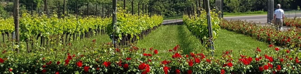 De får alltid höga poäng i den italienska vinbibeln Gambero Rosso Vini d Italia.