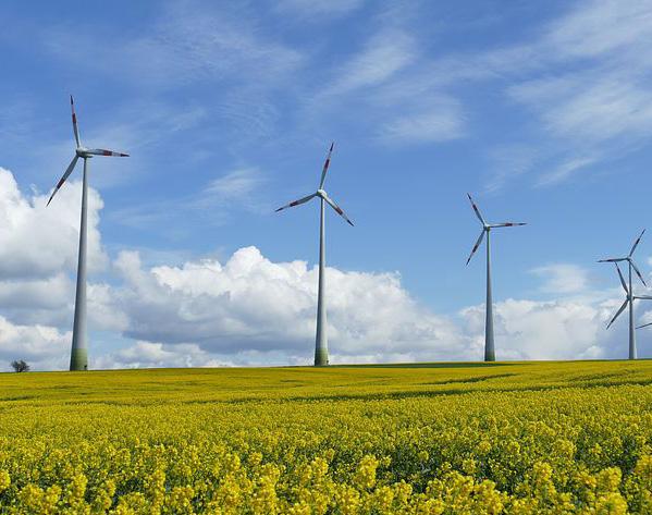CO2-nätverk för växthusindustrin i Noord-Holland Växter behöver koldioxid för att växa. Denna Green Deal syftar till att ta tillvara koldioxid från energianläggningar genom att använda dem i växthus.