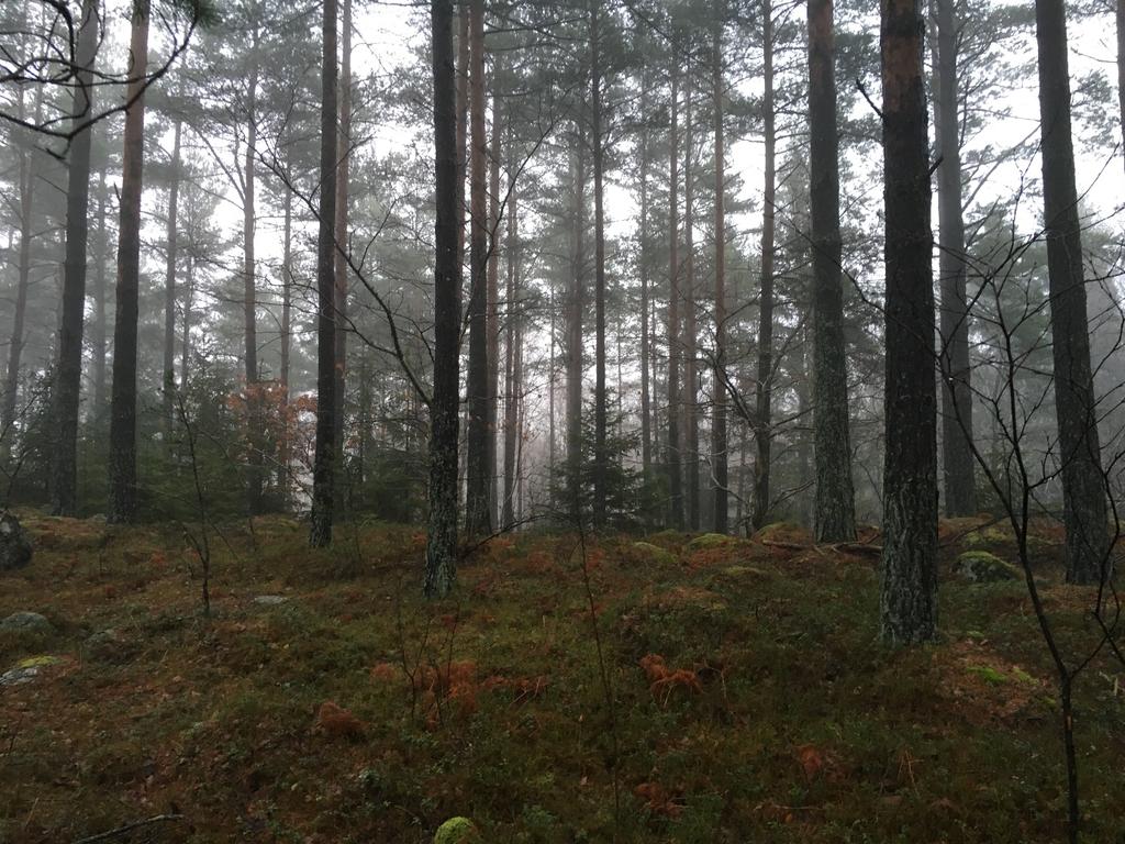 Vi promenerade först längsmed fastighetensgränsen och väg 225 för att sedan sick-sacka oss genom området.