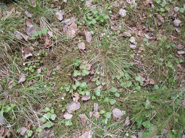 B. PLANDEL 1 Syfte med naturreservatet Syftet med Nästångens naturreservat är att bevara den värdefulla livsmiljön Västlig taiga med barrblandskog, och inslag av lövskog, i gynnsamt tillstånd.