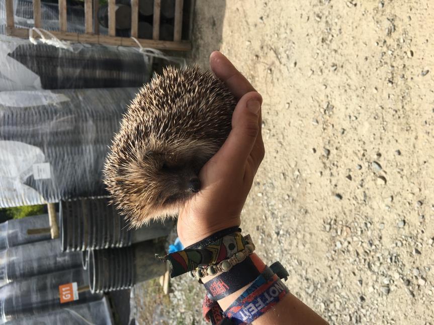 Andra veckan Andra veckan på jobbet var likande som den första. Jag rensade ogräs, gödslade, sopade, vattnade samt satte stödpinnar åt klängväxter.