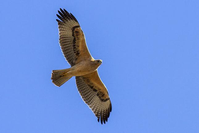 DAG-TILL-DAG PROGRAM 12 sep. Direkt efter ankomsten i Malaga kommer vi att besöka det närbelägna reservatet Parque del Guadalhorce, bara tio minuters bilfärd från flygplatsen.