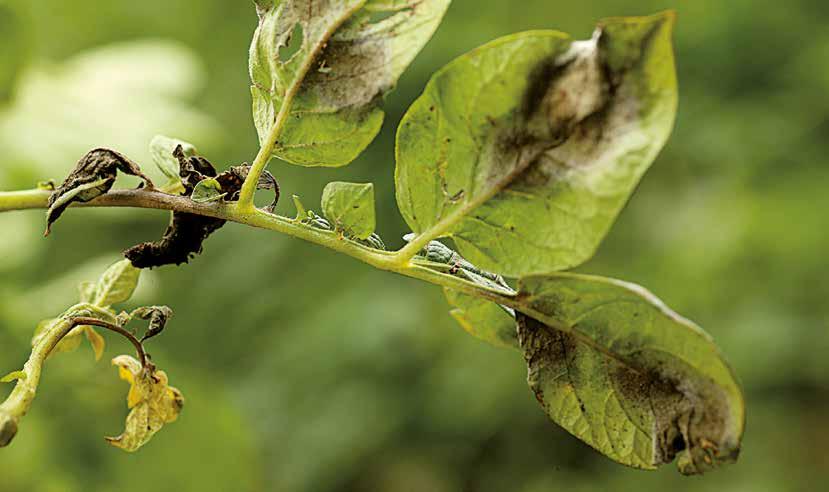 Potatisbladmögel Snabb effekt mot potatisbladmögel Potatisbladmögel Bladmögel orsakar snabbt stora skador på stjälkar, blad och underjordiska delar av plantan.