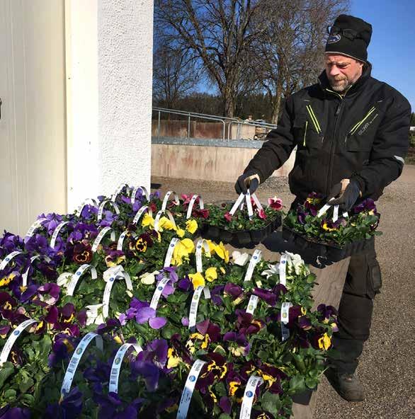 Är förberedelserna välgjorda har man igen det under hela säsongen. Kjell Ejderhall hanterar några av de två tusen penséer som ska planteras.