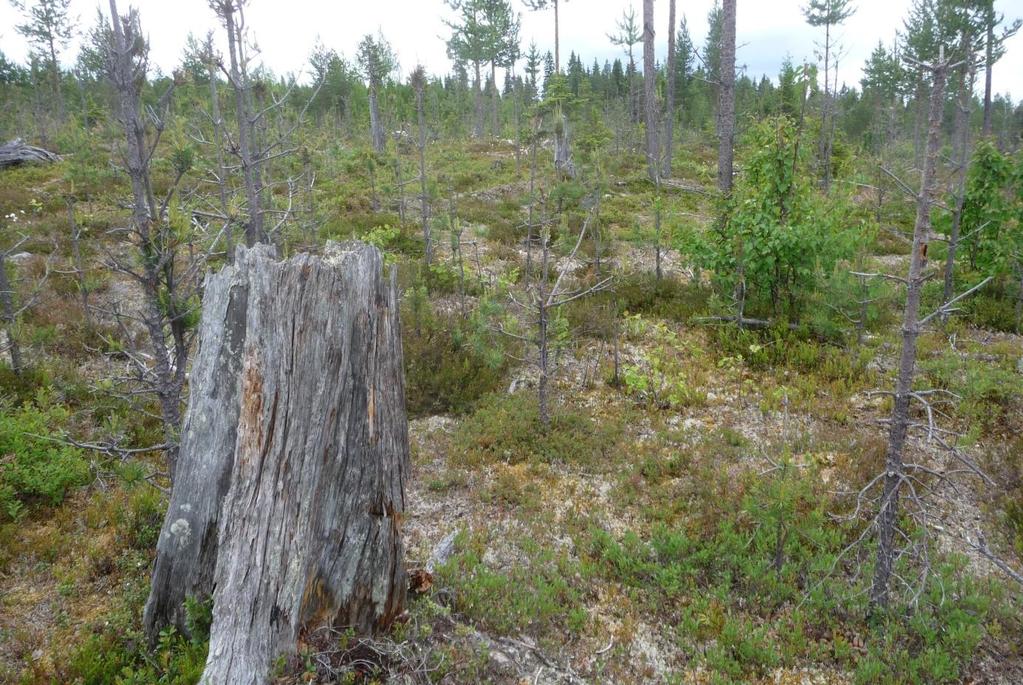 16 Figur 10. Moränslänt i utredningsområdets mellersta del, med gammal stubbe och goda besiktningsförhållanden.