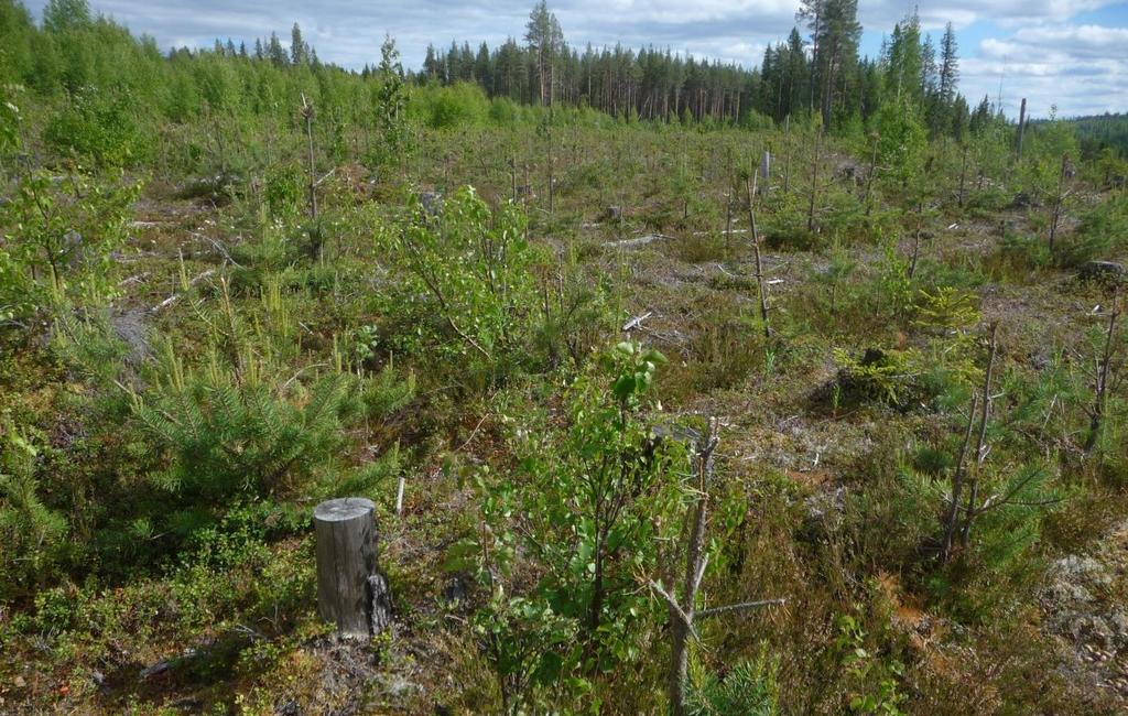 Avsats NO om Älvsbacka med silt enligt SGU, uppblandad med sand enligt fältiakttagelser vid fältarbetet.