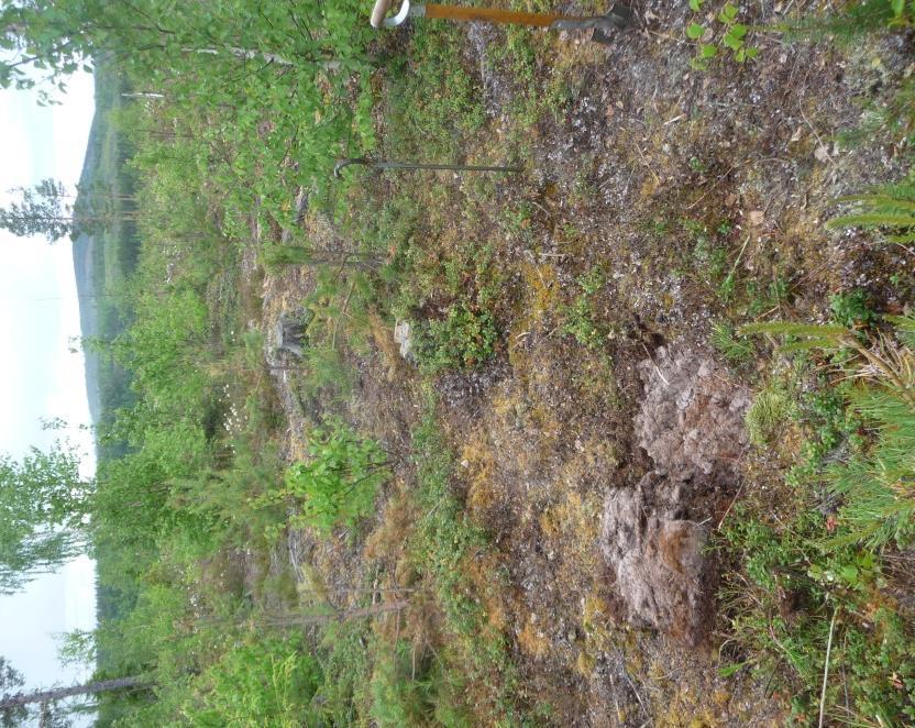 Områdena som undersöktes i provrutor och provytornas positioner redovisas i Bilaga 7 (NO om Älvsbacka) och Bilaga 8 (norr, öster och söder om Finskudden).