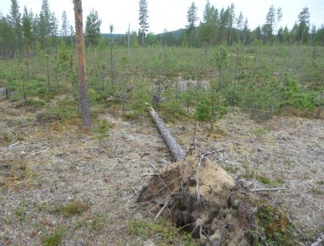 22 Utredningens etapp 2, sandstråket närmare Finskudden Sandområdet norr, öster och söder om Finskudden undersöktes på liknande sätt som området NO om Älvsbacka.