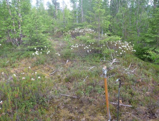 Sanden är mer påtaglig (figur 20), men även fuktindikerande vegetation som antyder silt förekommer (figur 21). Nivån är ca 75-85 m ö.h.