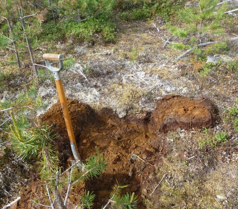 Huvudintrycket i fältsituationen var därför att optimala terränglägen för boplatser saknades, men att detta borde undersökas genom noggranna iakttagelser i rotvältor och annat markslitage, i