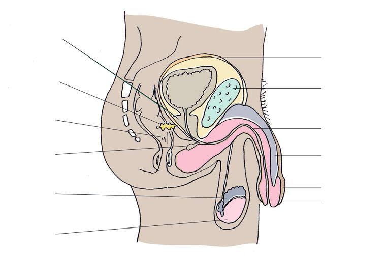 En gynekologisk undersökning kan aldrig avgöra om en person har haft penetrerande sex eller inte. av förhuden. Är personen omskuren är förhuden permanent tillbakadragen från ollonet.